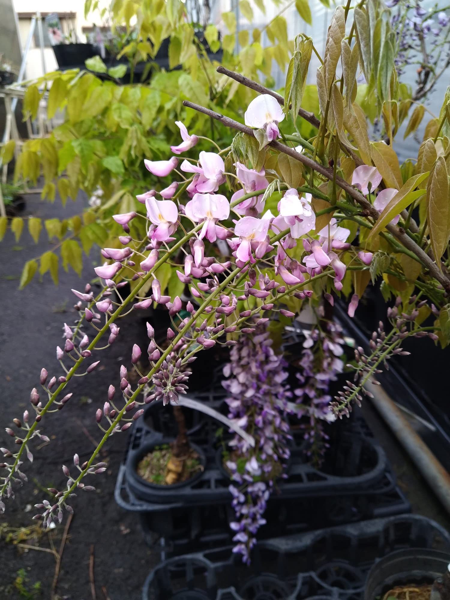 Amazon.co.jp: フジ 本紅藤の苗木 15cmポット苗 藤 : DIY・工具・ガーデン